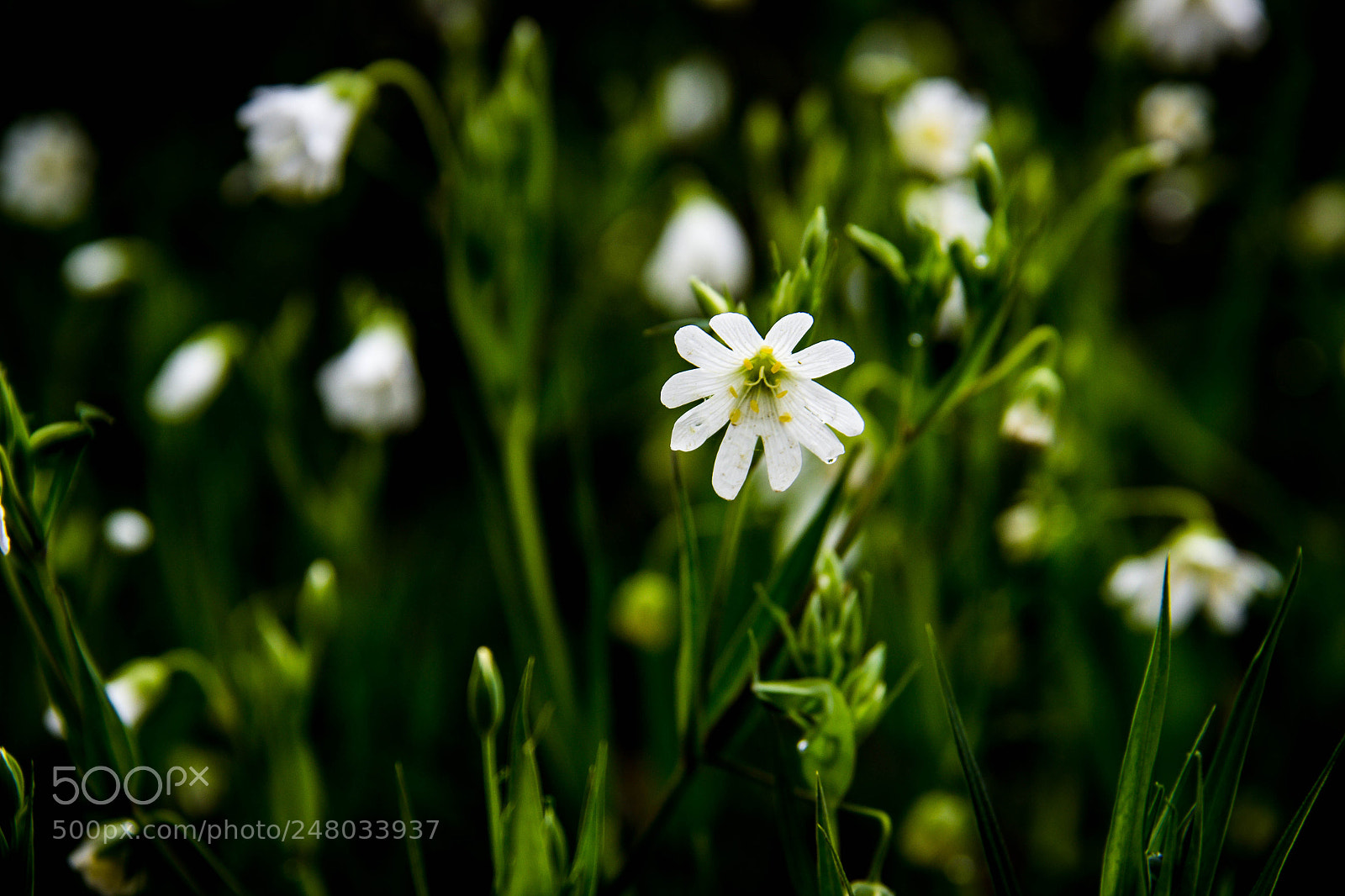 Canon EOS 600D (Rebel EOS T3i / EOS Kiss X5) sample photo. White flower photography