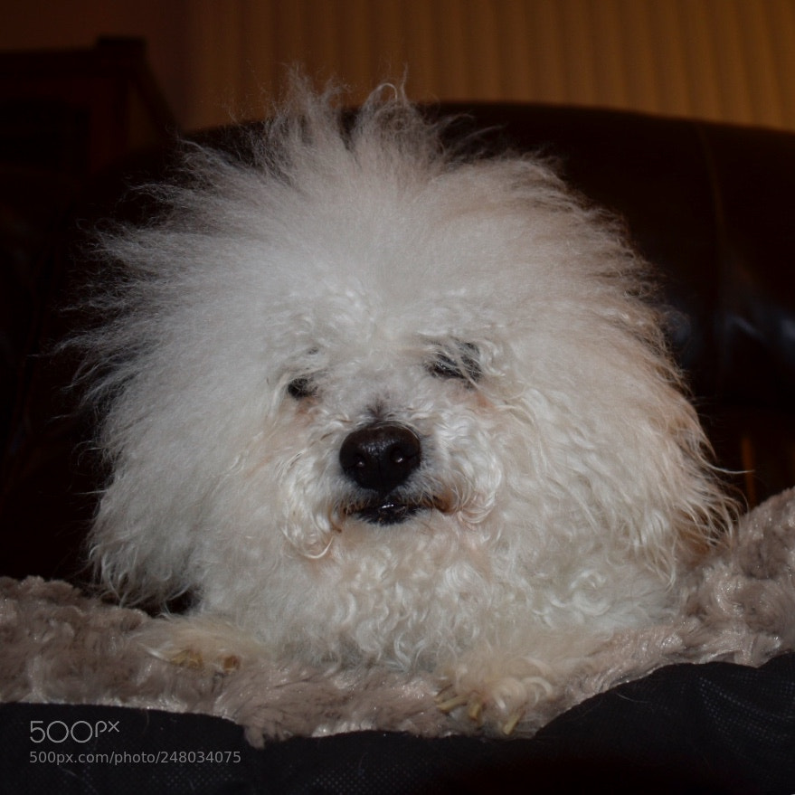 Nikon D3400 sample photo. Hammie, overdue for his photography