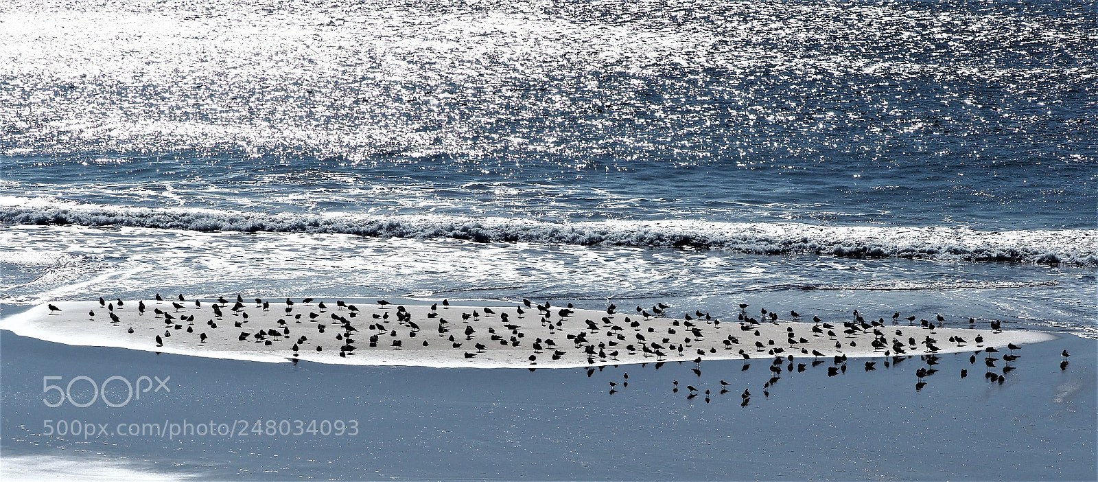 Olympus OM-D E-M1 Mark II sample photo. Sea level birds photography