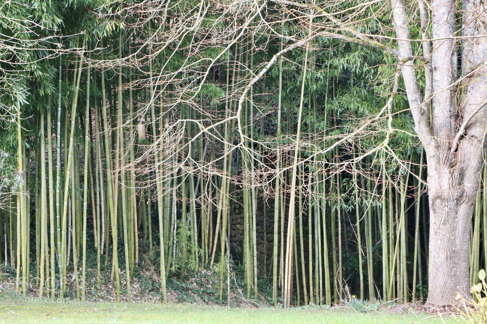 Canon EOS 750D (EOS Rebel T6i / EOS Kiss X8i) sample photo. Chahaignes, 21 février 2018 photography