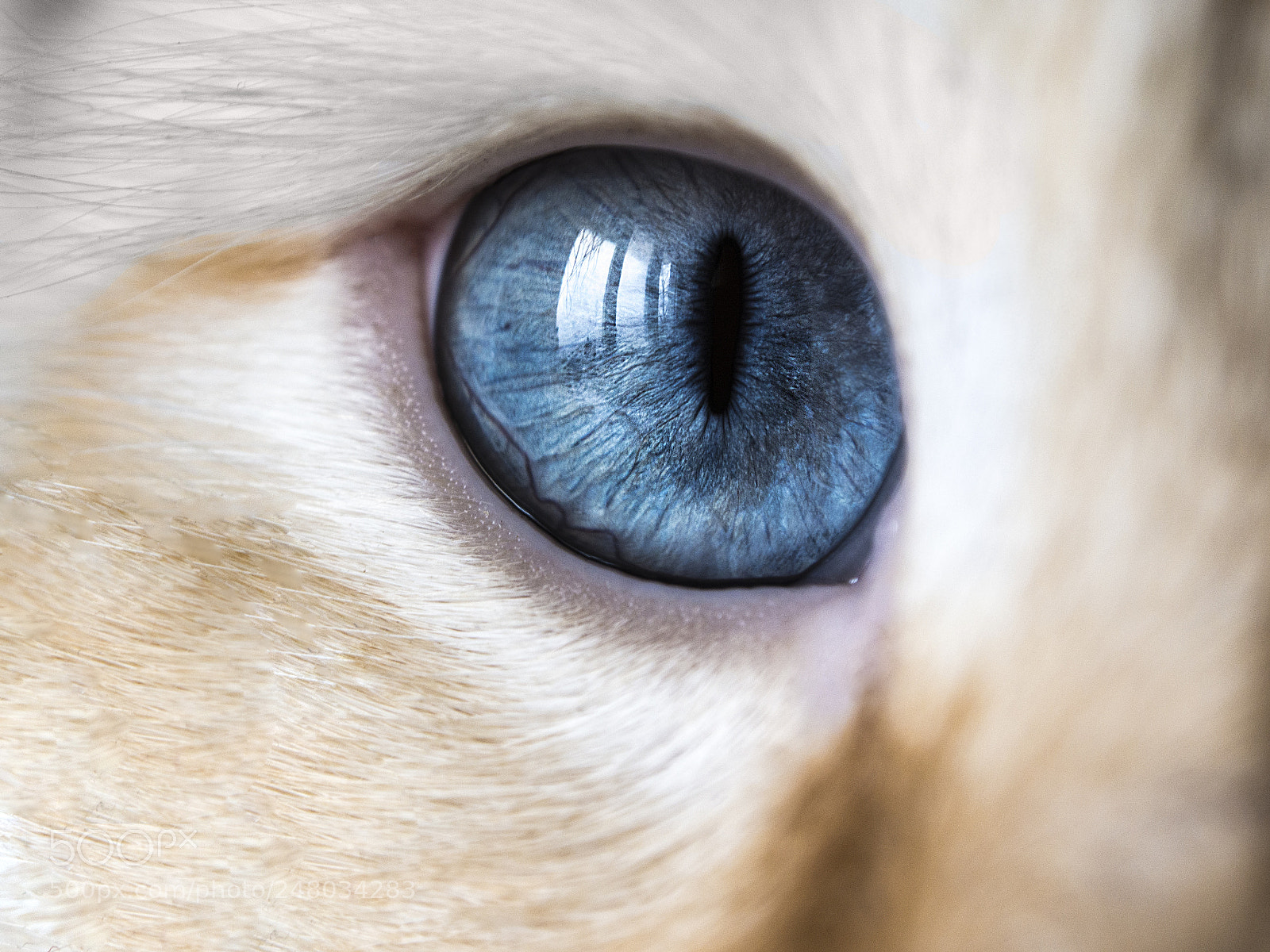 Olympus OM-D E-M5 sample photo. Blue eye photography