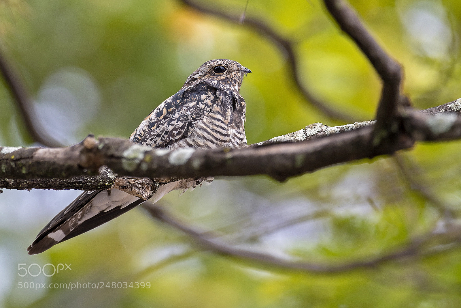 Nikon D5 sample photo. Common nighthawk photography