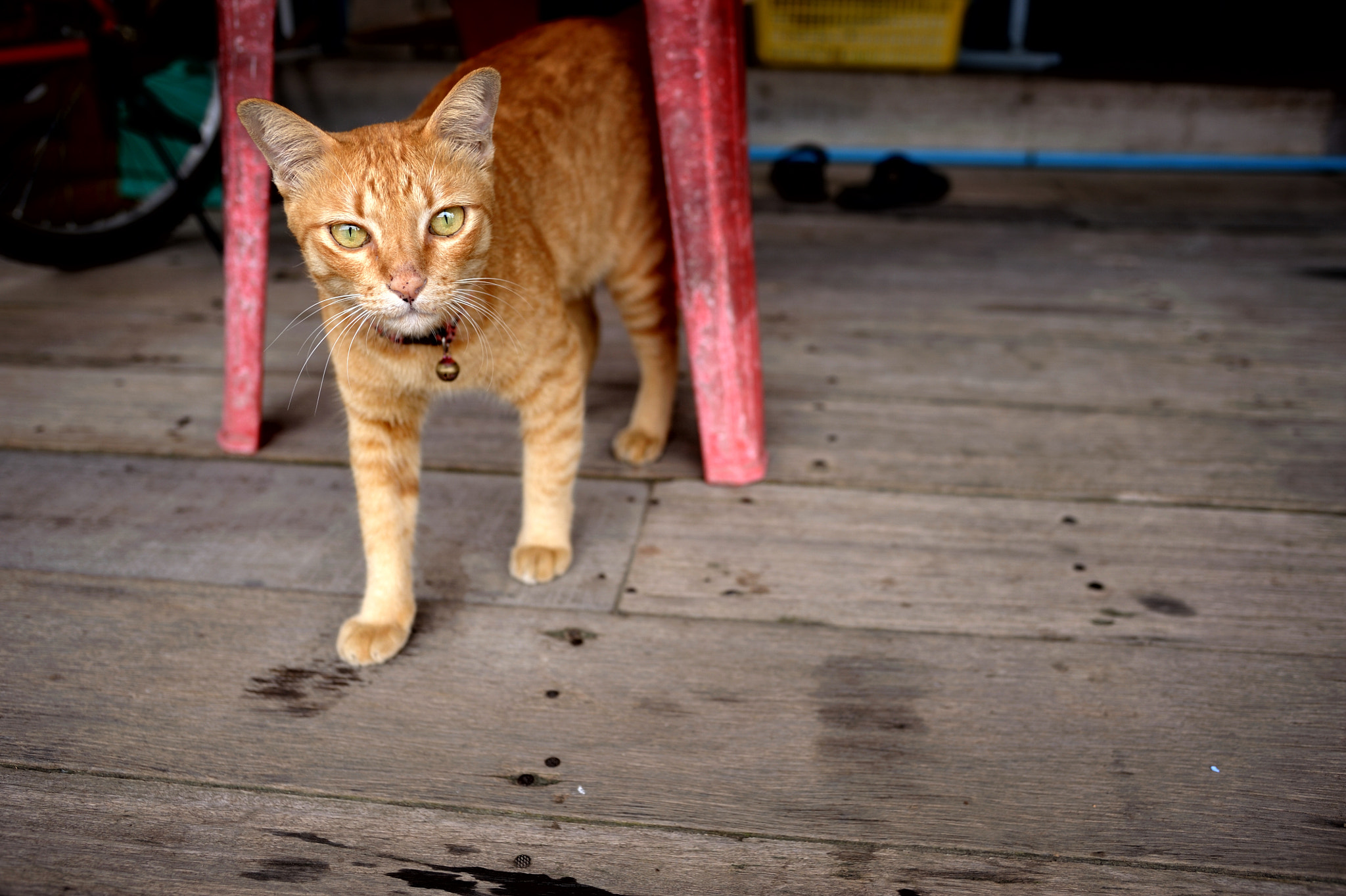 Nikon D700 sample photo. Hello! photography