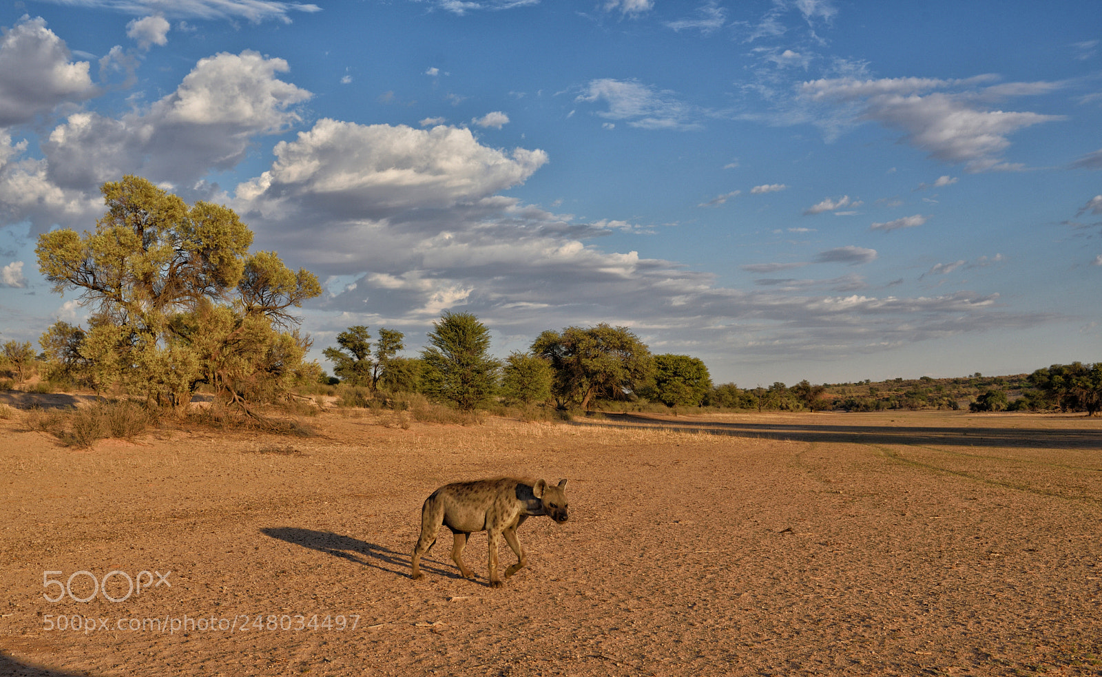 Nikon D750 sample photo. Spotted hyena, auob dry photography