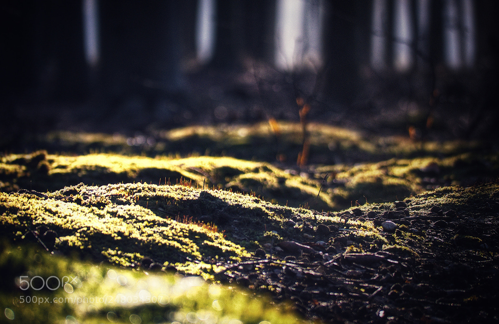 Panasonic Lumix DMC-GX7 sample photo. Cold day, warm light photography