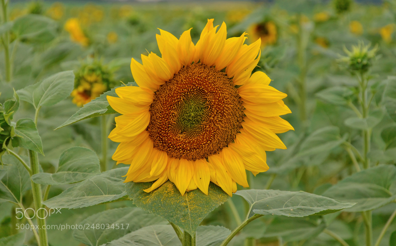 Nikon D5100 sample photo. Tournesol le gicq dxo photography