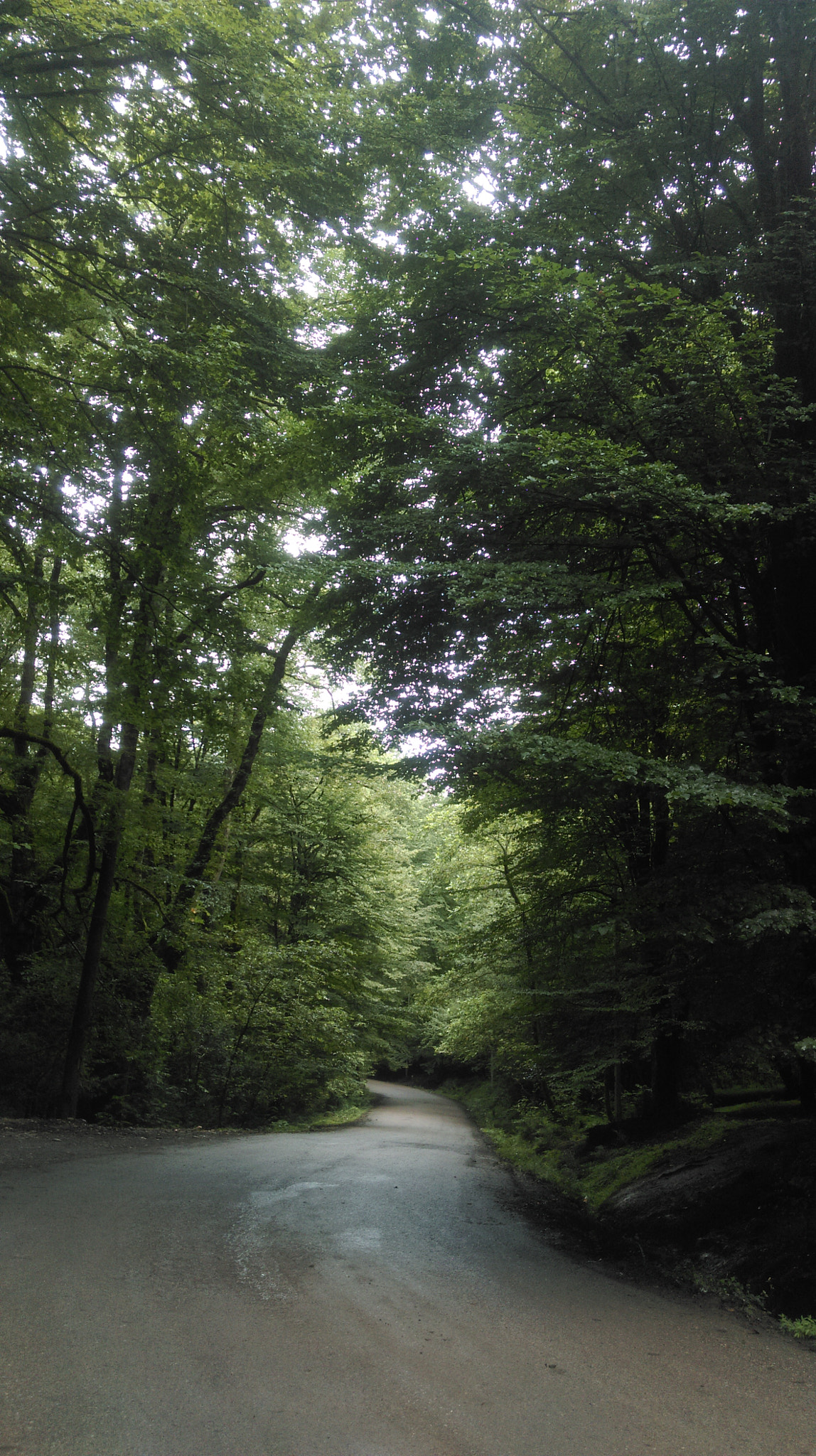 HTC Desire 816 dual sim sample photo. Road of peace photography