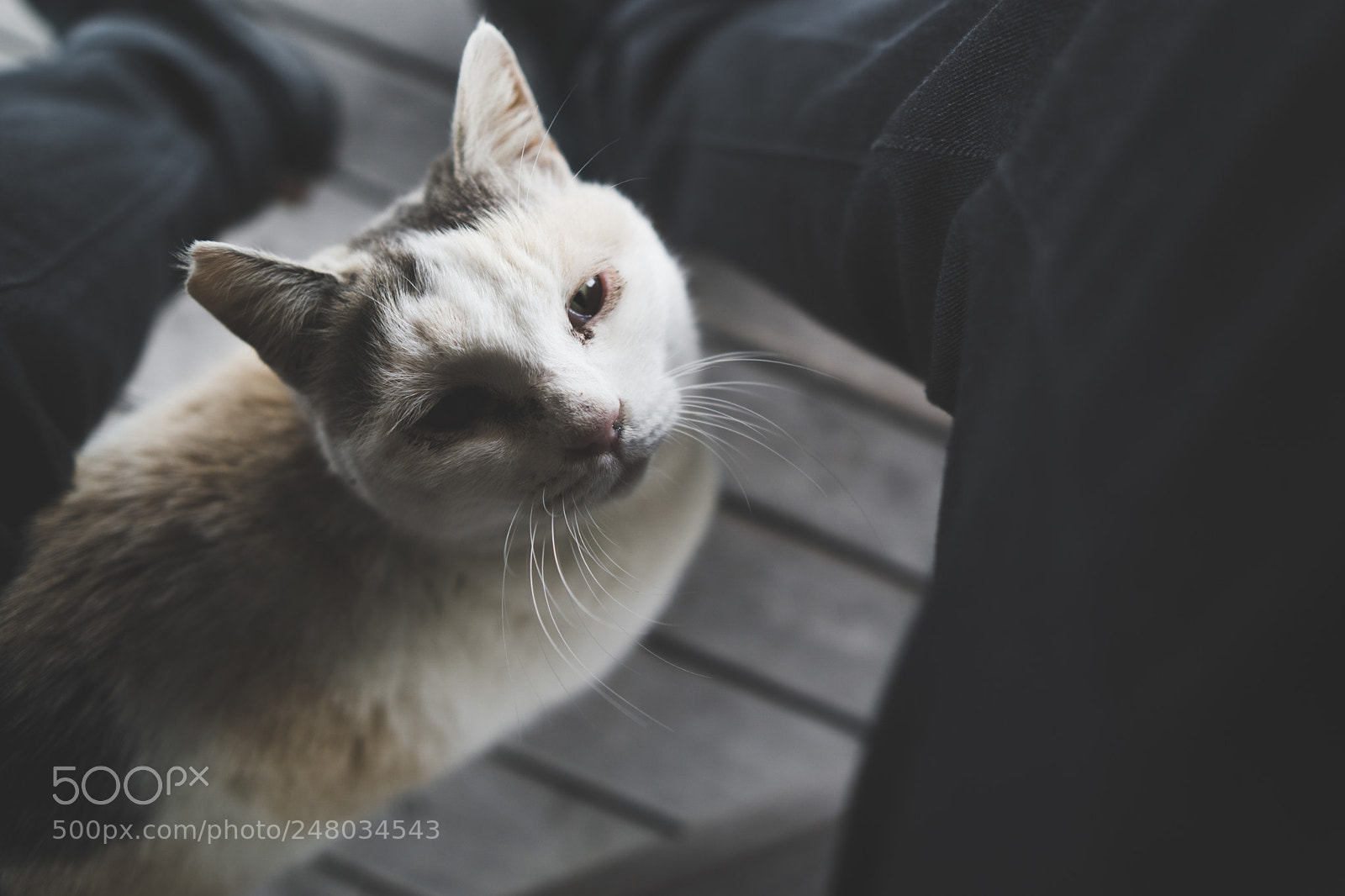 Sony a5100 sample photo. A cat that wants photography