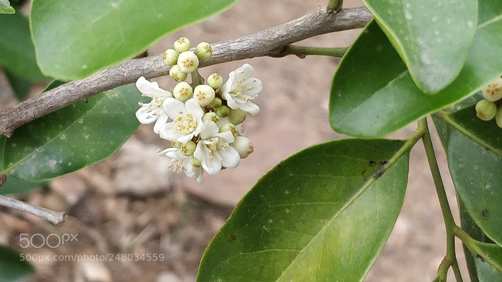 OnePlus 5 sample photo. White floral photography