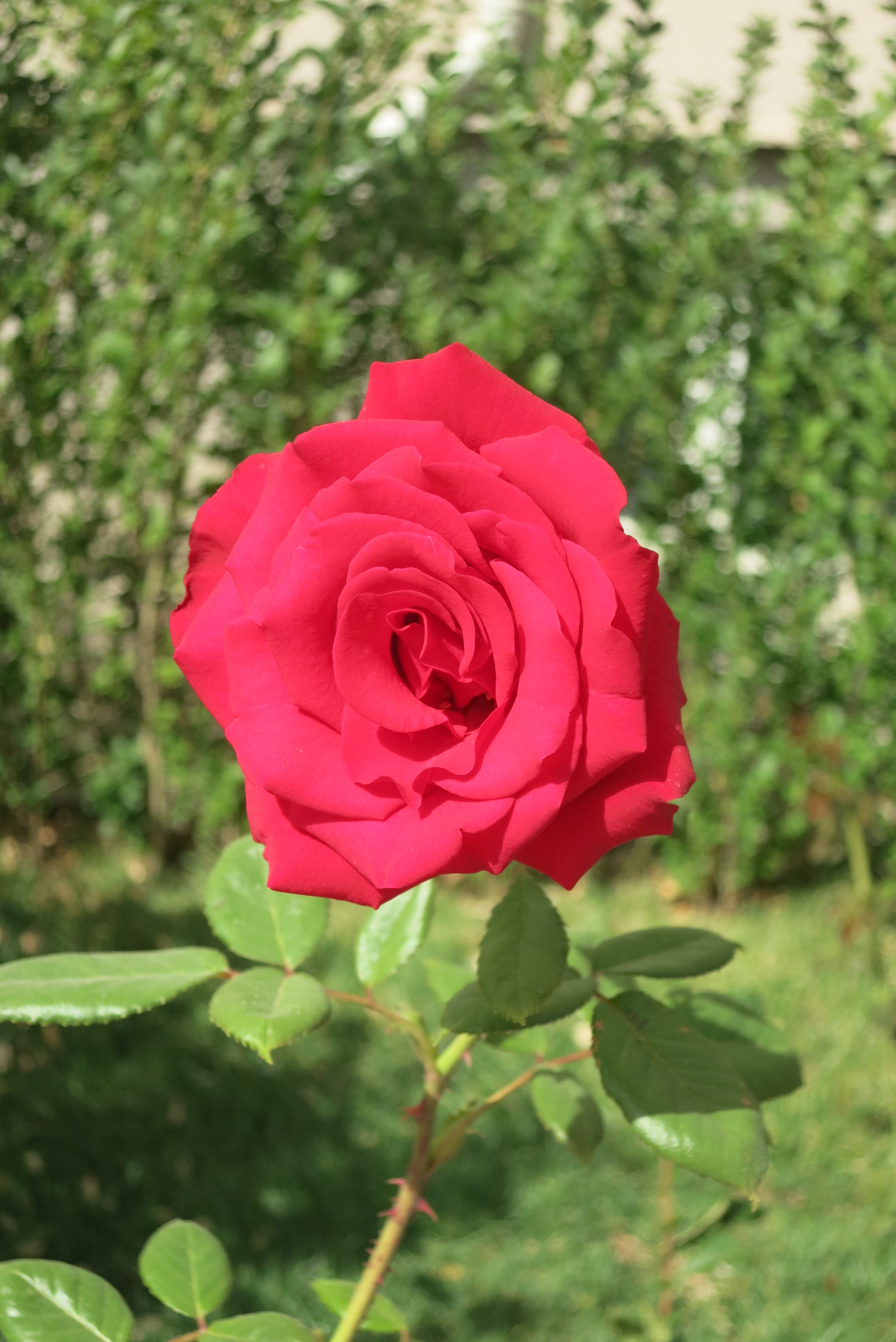 Canon PowerShot S110 sample photo. Red rose photography