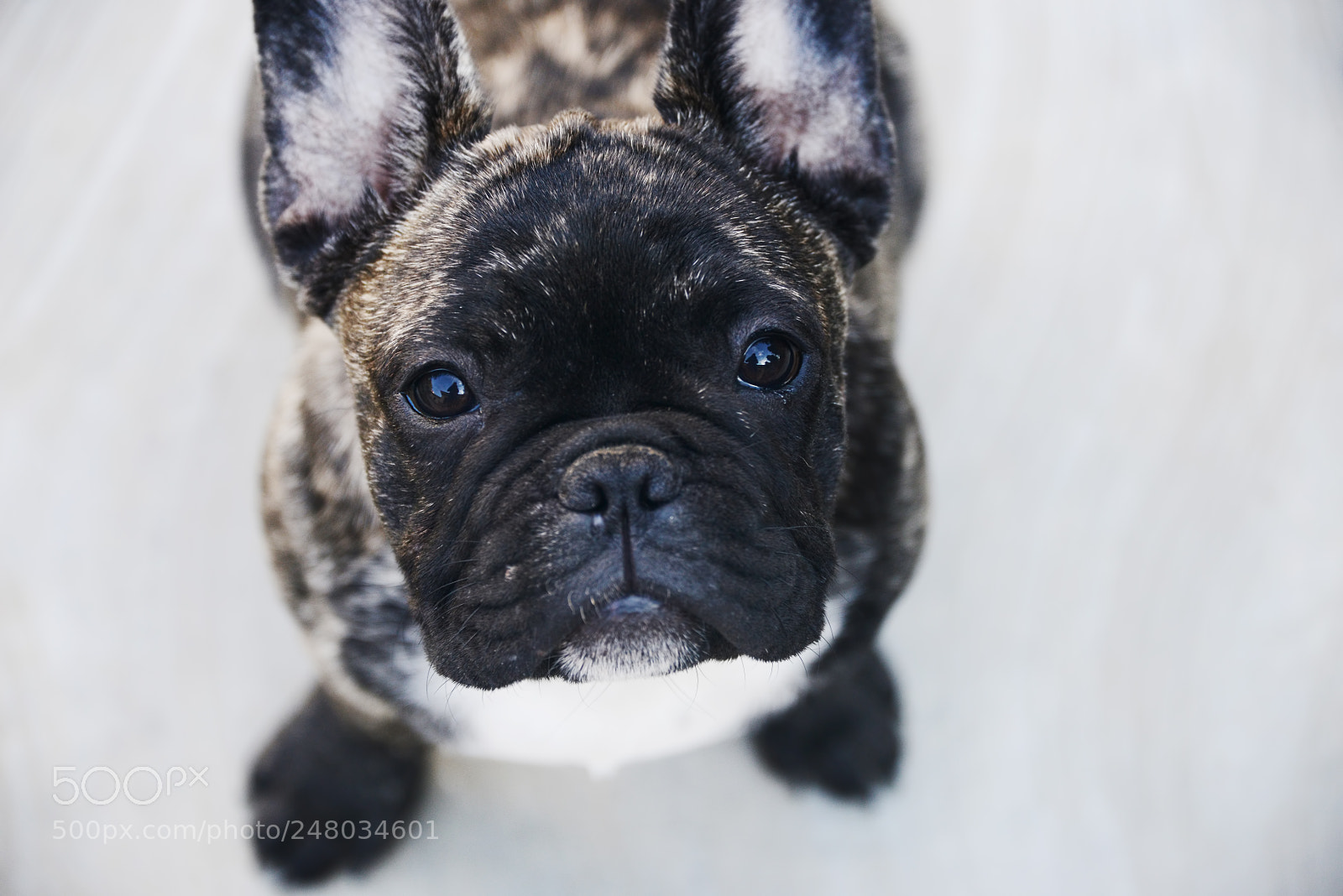 Nikon D800 sample photo. French bulldog photography