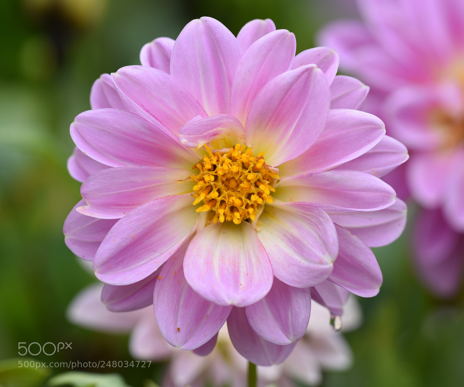 Nikon D750 sample photo. Light pink color flower photography