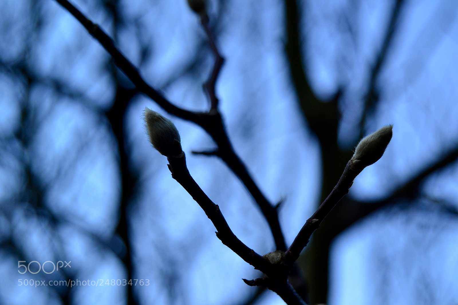 Nikon D3100 sample photo. Magnolie photography