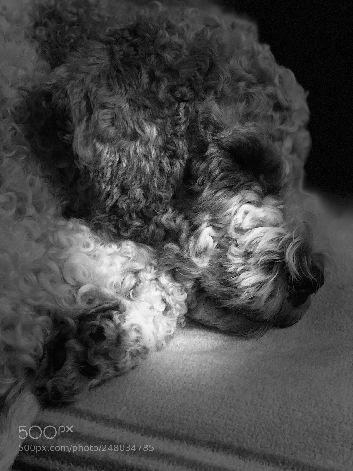 Apple iPhone 8 Plus sample photo. Nino photography