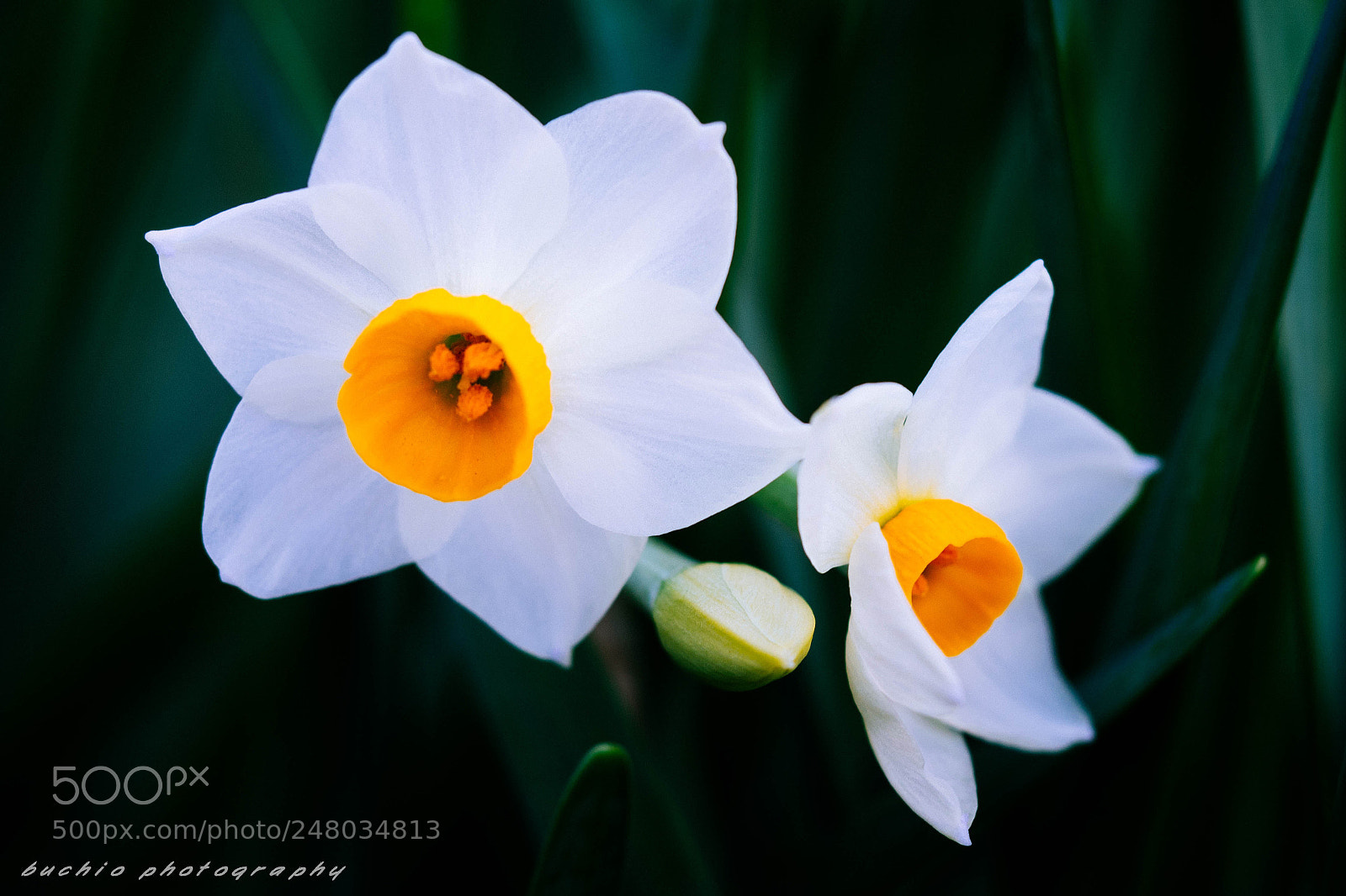 Olympus OM-D E-M1 sample photo. Narcissus photography