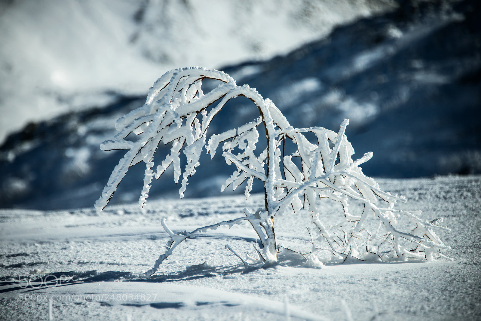 Nikon D800 sample photo. Small hoarfrost photography