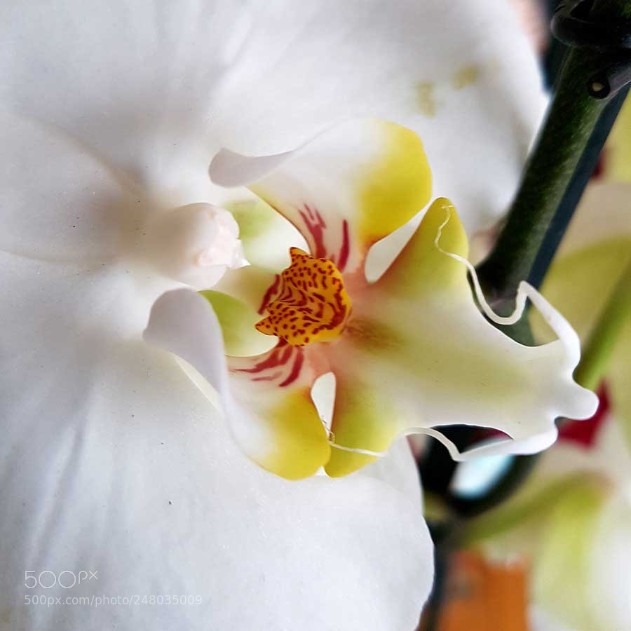 Samsung Galaxy S7 sample photo. Orchid 02 photography