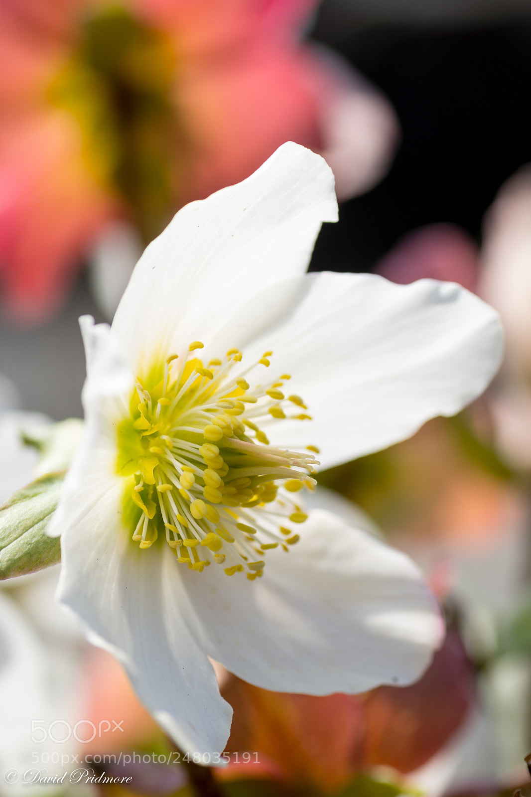 Nikon D7200 sample photo. Flower photography