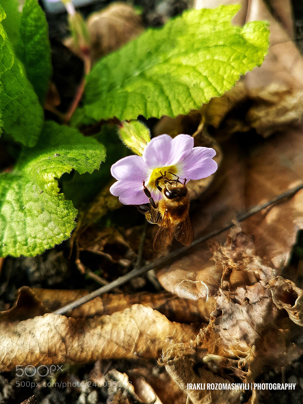 Samsung Galaxy S7 Edge sample photo. Untitled photography