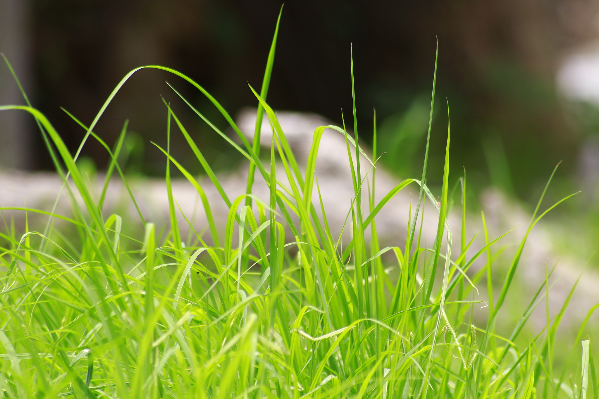 Canon EOS 1300D (EOS Rebel T6 / EOS Kiss X80) sample photo. Grass photography
