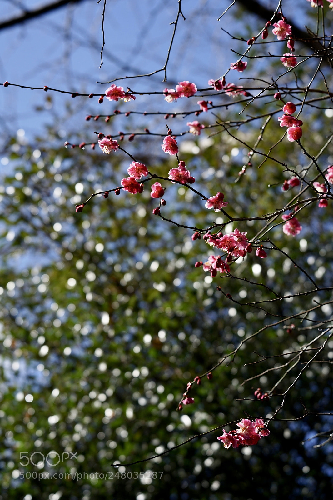 Sony a7 II sample photo. Sign of spring. photography