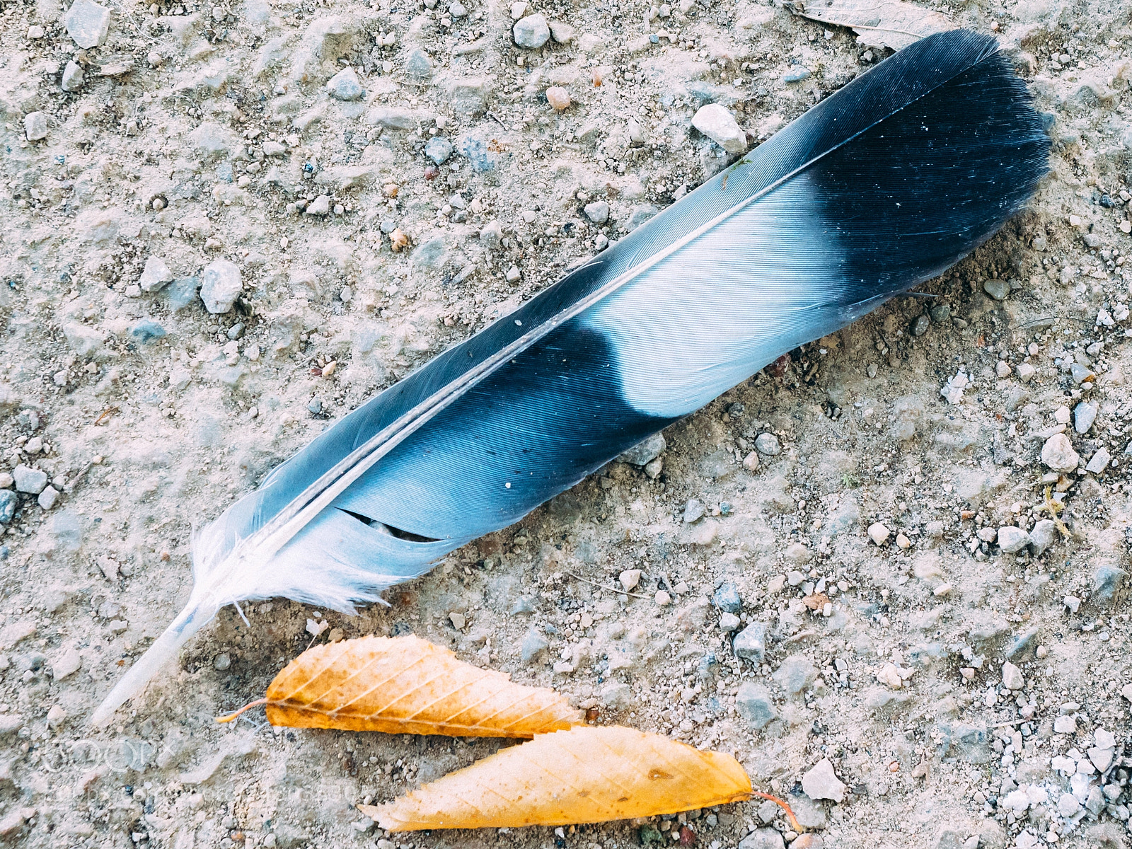 Olympus OM-D E-M1 sample photo. Feather photography