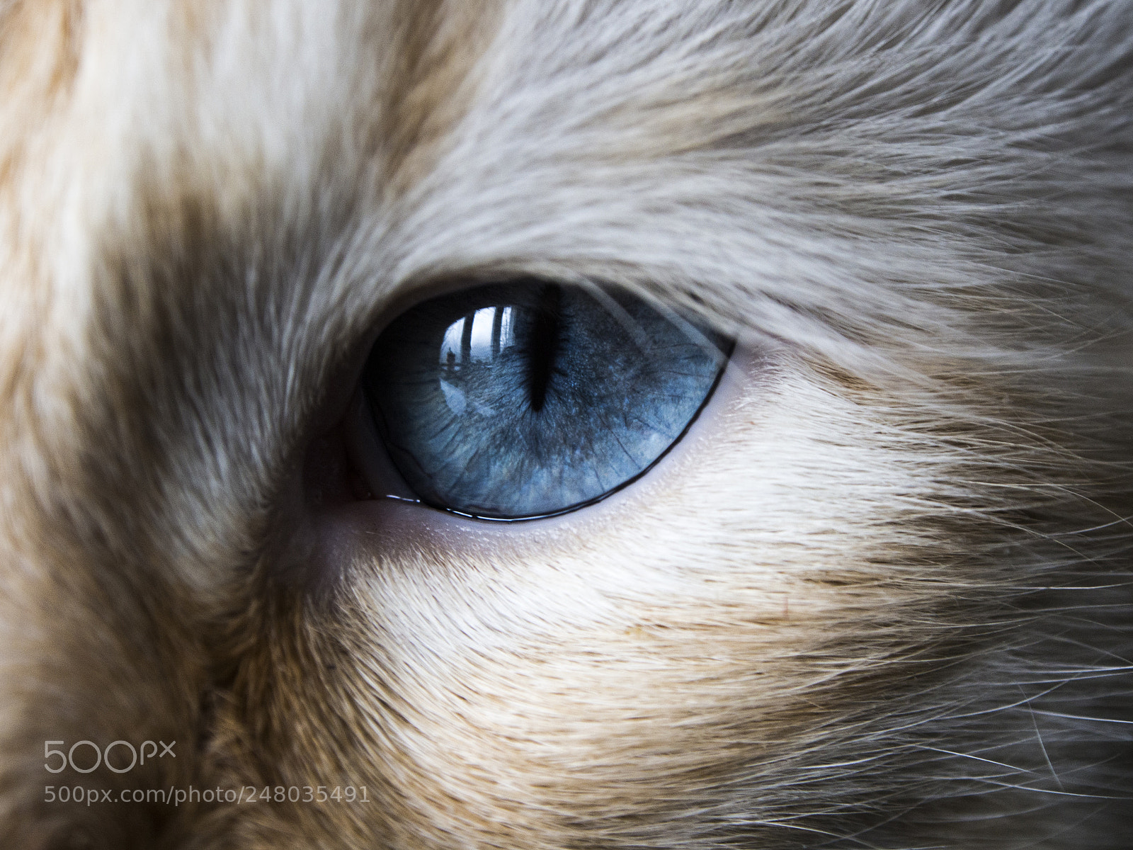 Olympus OM-D E-M5 sample photo. Sad blue eye photography