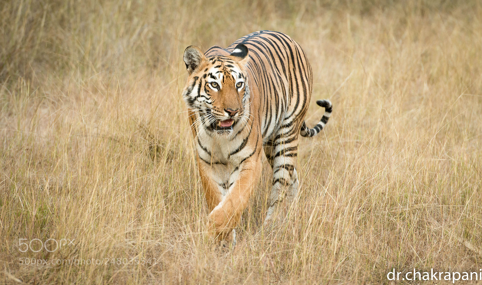 Nikon D800 sample photo. Tiger at tadoba andhari photography