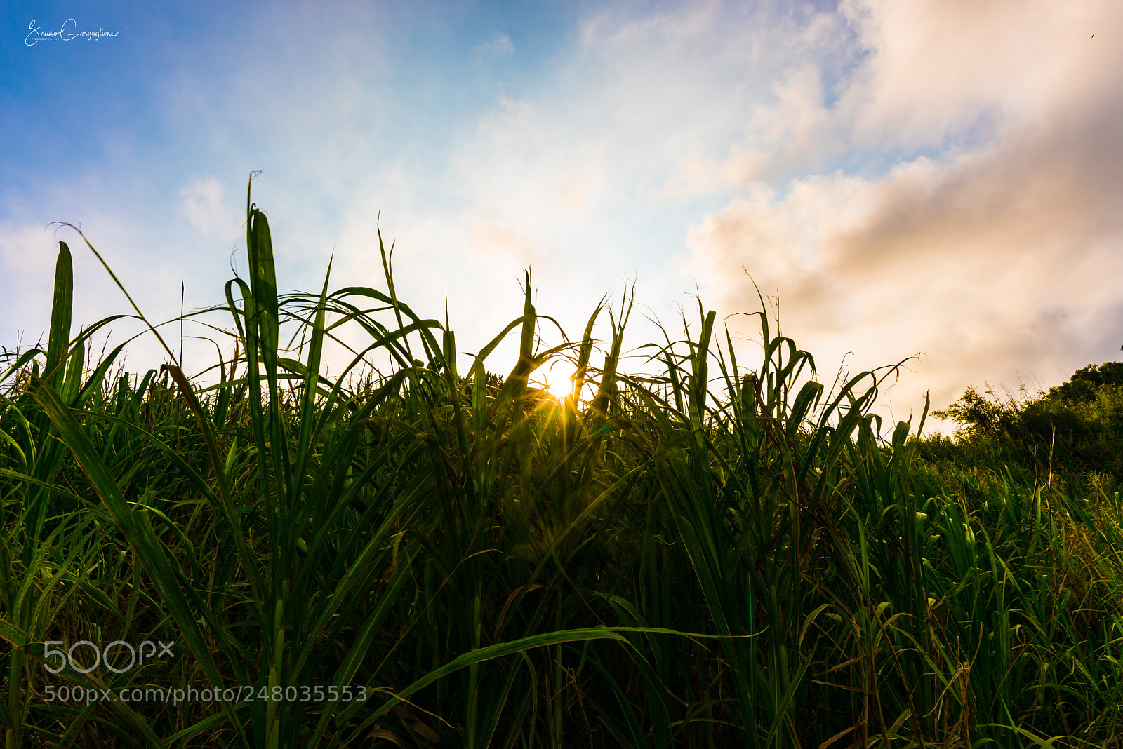 Nikon D750 sample photo. Sunset behind tall grass photography