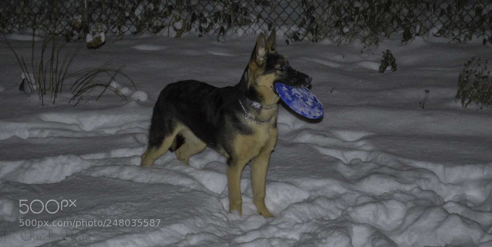 Nikon D3200 sample photo. Sammie loves the snow photography