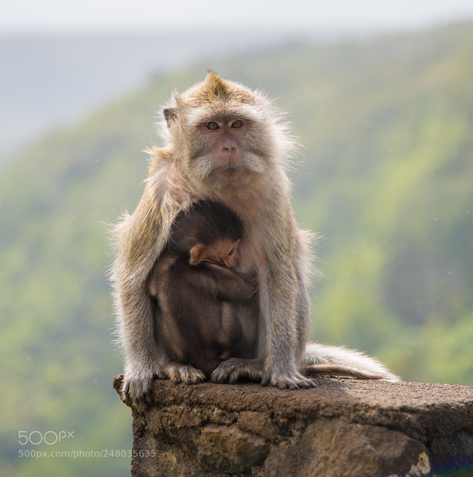 Nikon D810 sample photo. Monkey`s family photography
