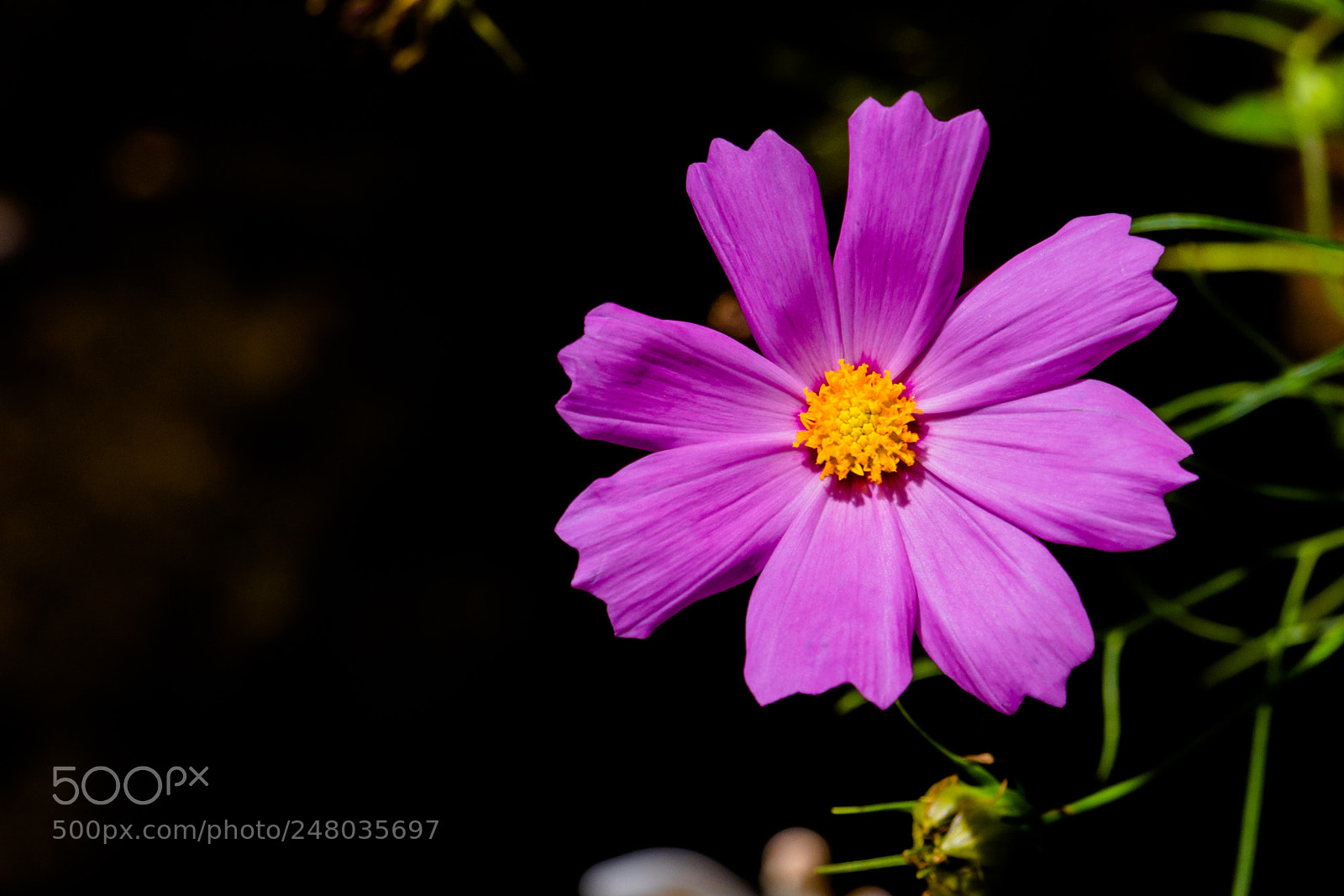 Canon EOS 700D (EOS Rebel T5i / EOS Kiss X7i) sample photo. Pink flower photography