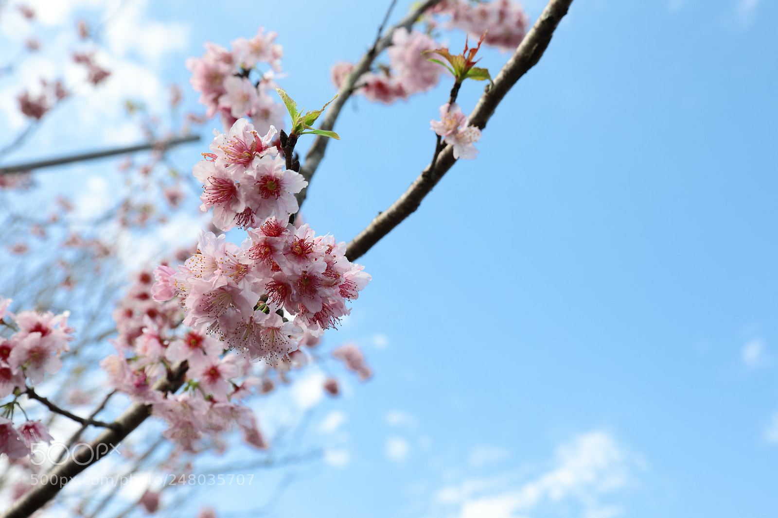 Canon EF 24-105mm F4L IS USM sample photo. Untitled photography