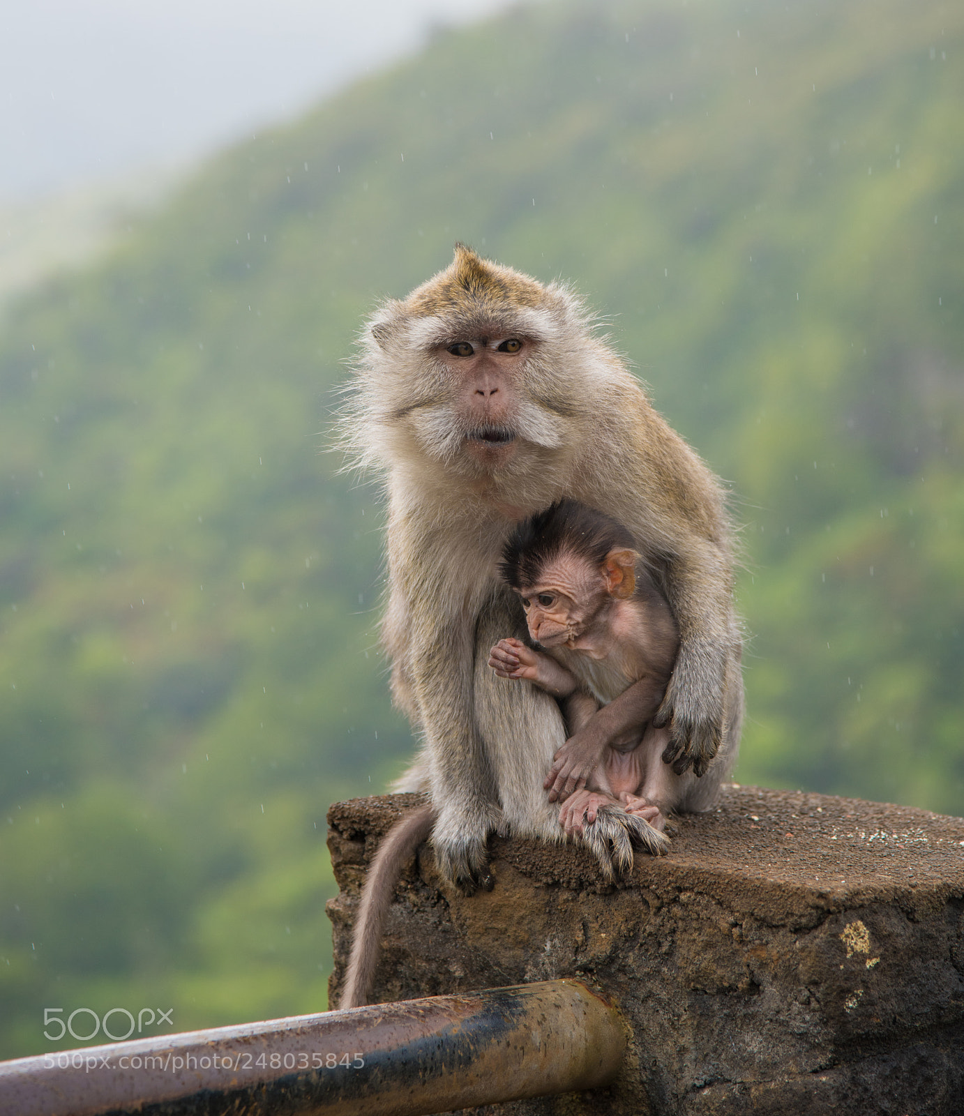 Nikon D810 sample photo. Monkey`s family photography