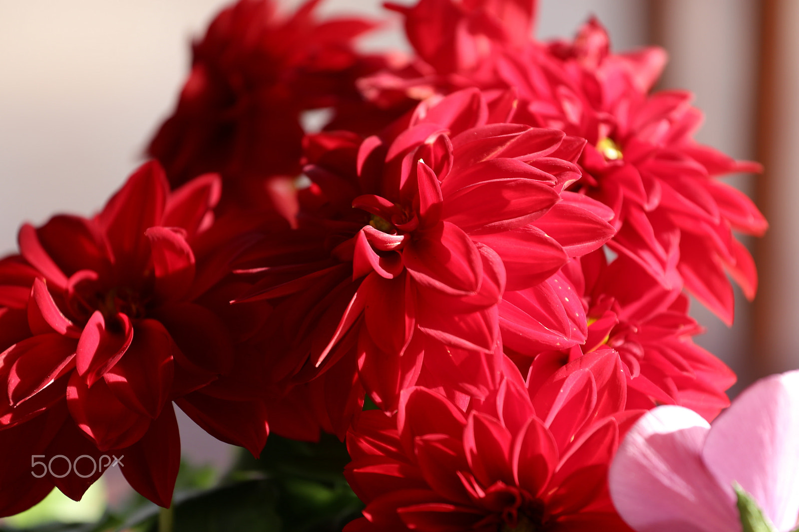 Canon EOS 6D + Canon EF 70-200mm F4L USM sample photo. Color of the day 2 photography