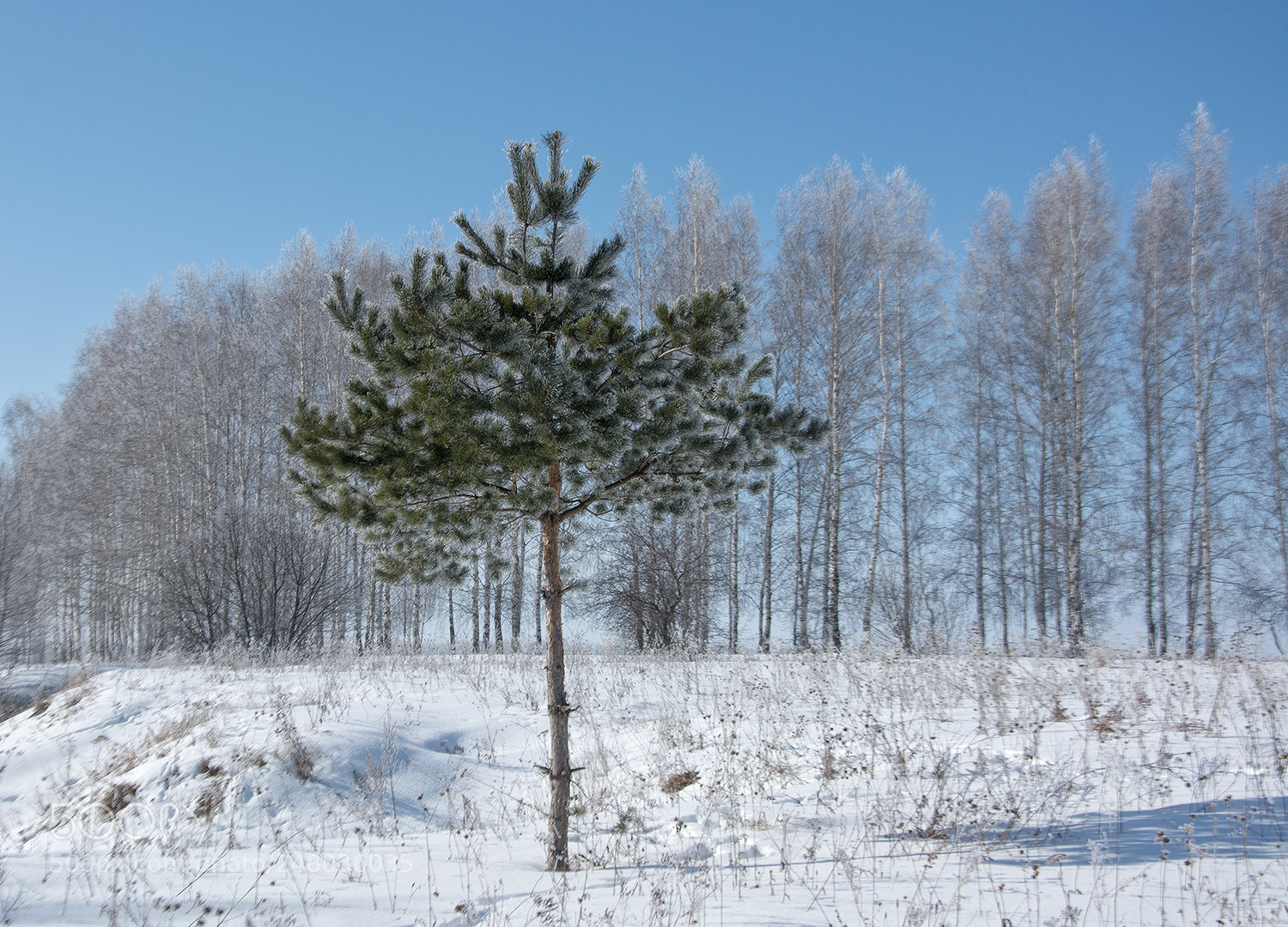 Nikon D7100 sample photo. Сольный выход... photography