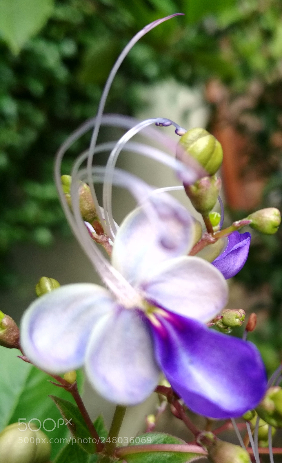 Xiaomi Redmi 4X sample photo. Untitled photography
