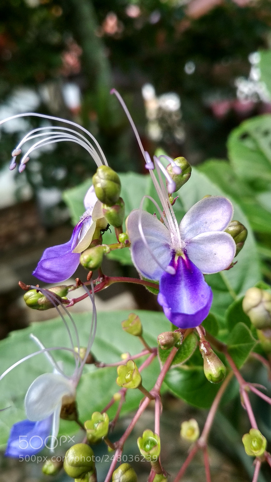 Xiaomi Redmi 4X sample photo. Untitled photography