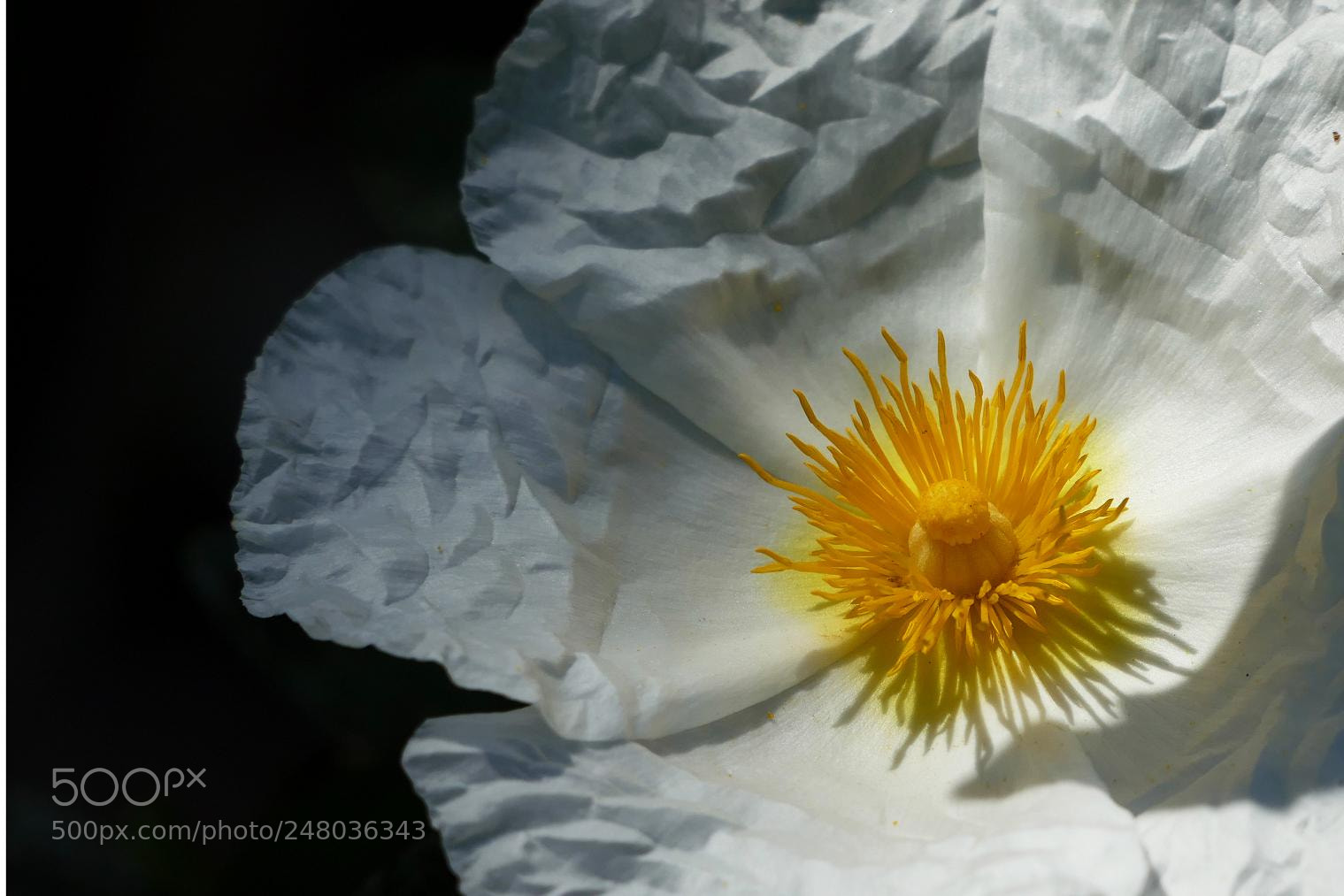Panasonic Lumix DMC-FZ1000 sample photo. Cistus ladanifer photography
