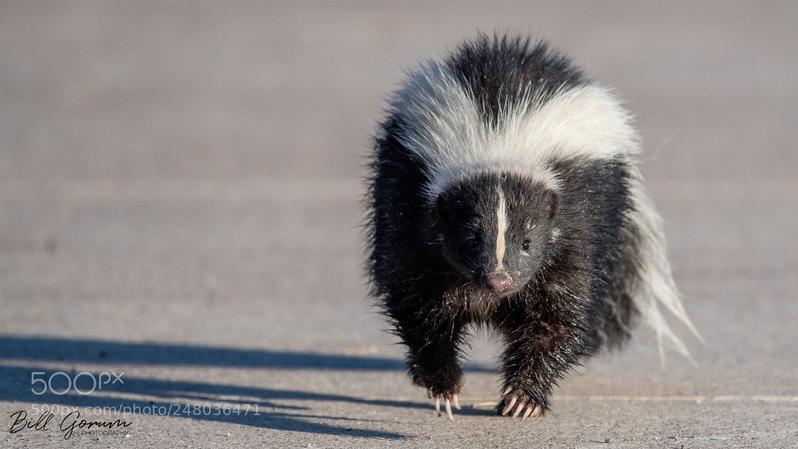 Nikon D500 sample photo. Striped skunk photography
