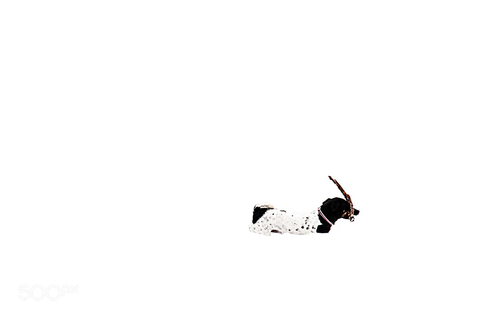 Nikon D300 sample photo. Dog in snow ii photography