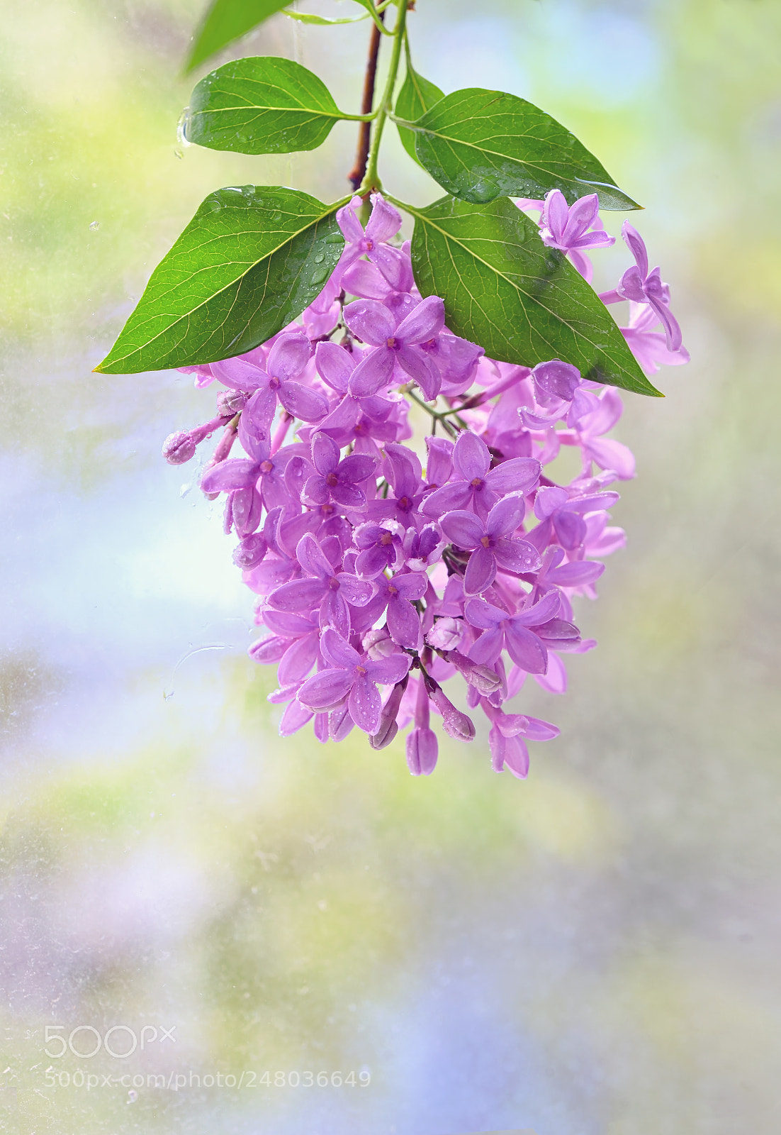 Nikon D610 sample photo. Macro image of spring photography