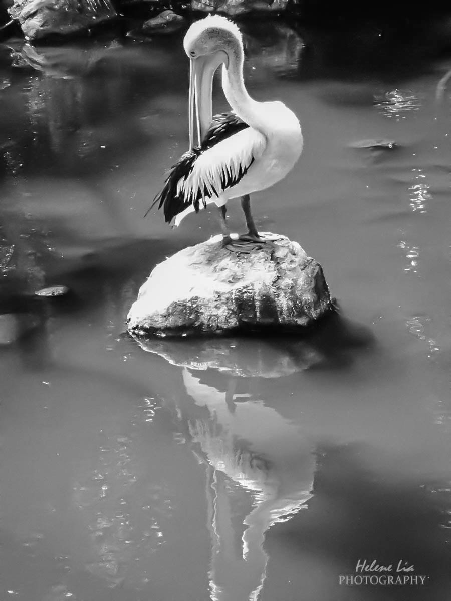 Olympus SP-100EE sample photo. Pelican photography