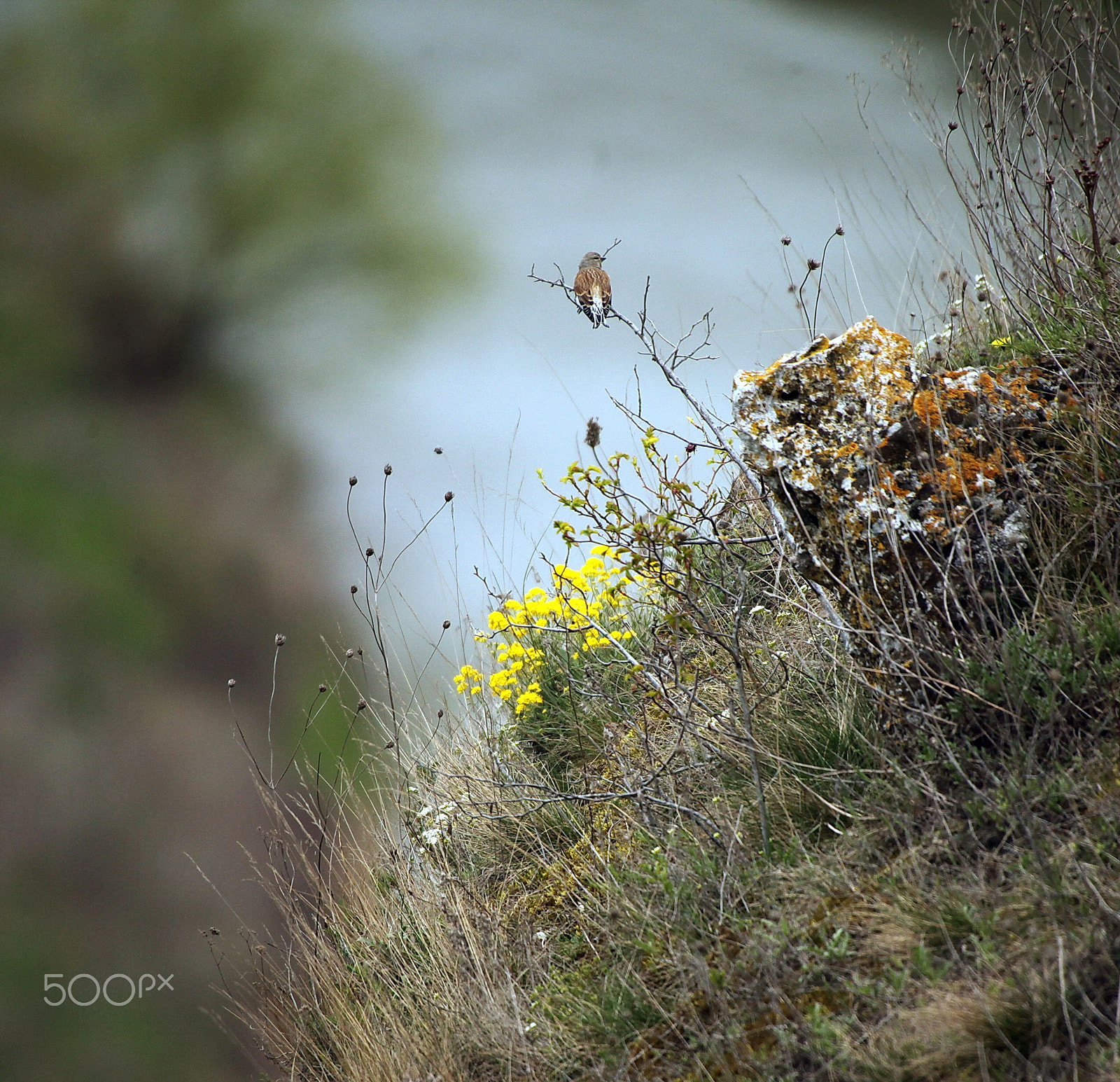 Sigma 50-500mm f/4-6.3 APO HSM EX sample photo. Sdf photography