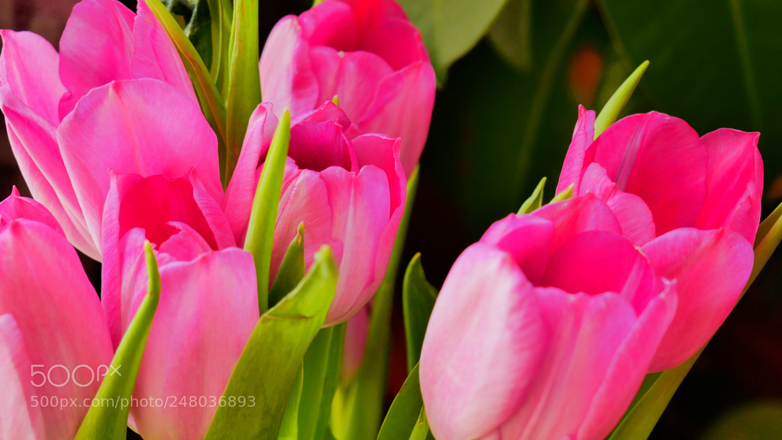 Panasonic Lumix DMC-G85 (Lumix DMC-G80) sample photo. Early tulips photography