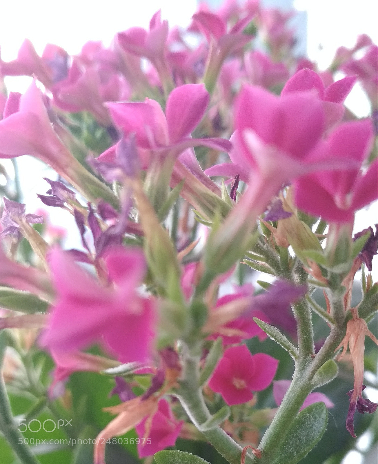 Xiaomi Redmi 4X sample photo. Untitled photography