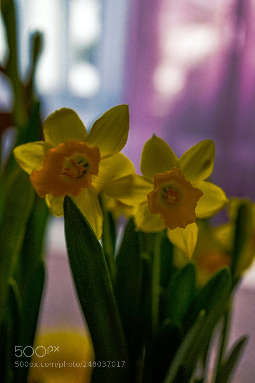 Sony a7 II sample photo. Spring in home photography