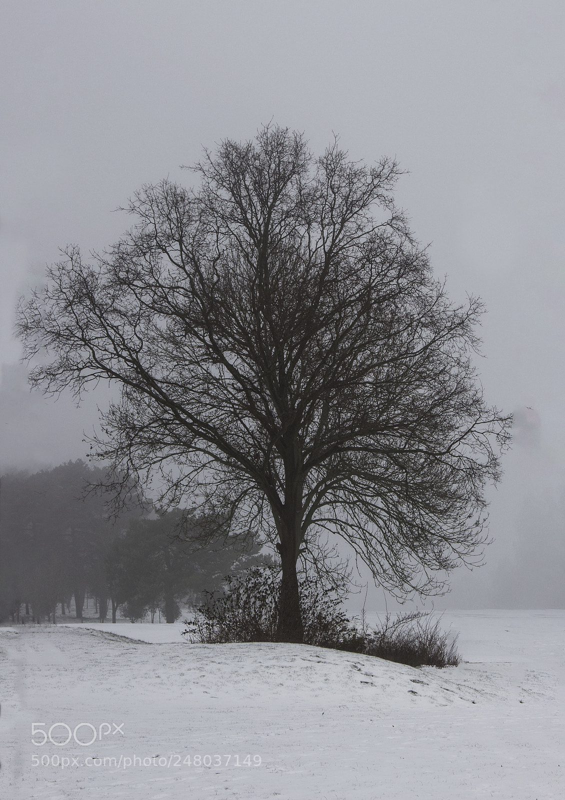 Canon EOS 700D (EOS Rebel T5i / EOS Kiss X7i) sample photo. Croham winter photography