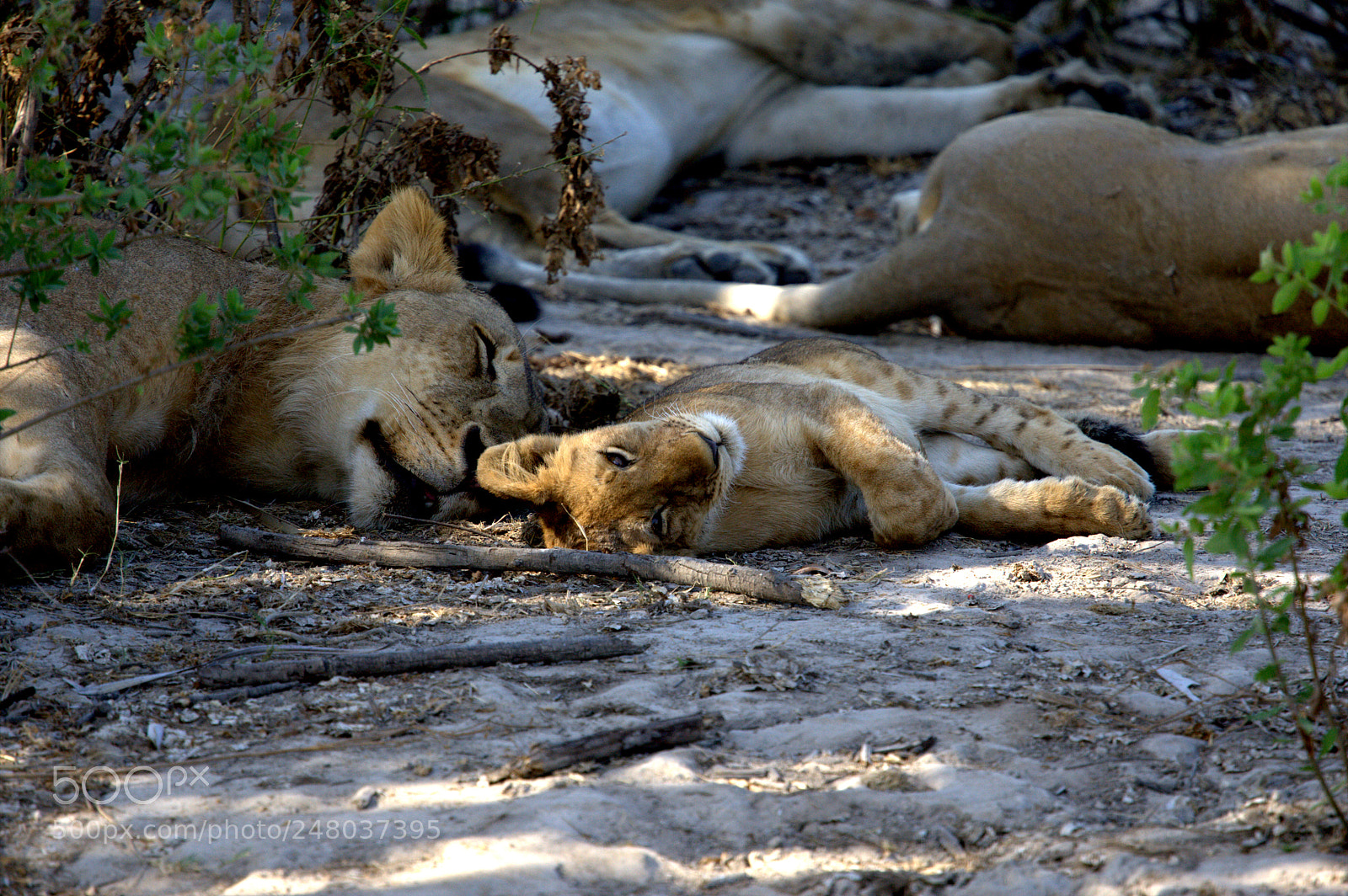 Canon EOS-1D Mark III sample photo. Lions family photography