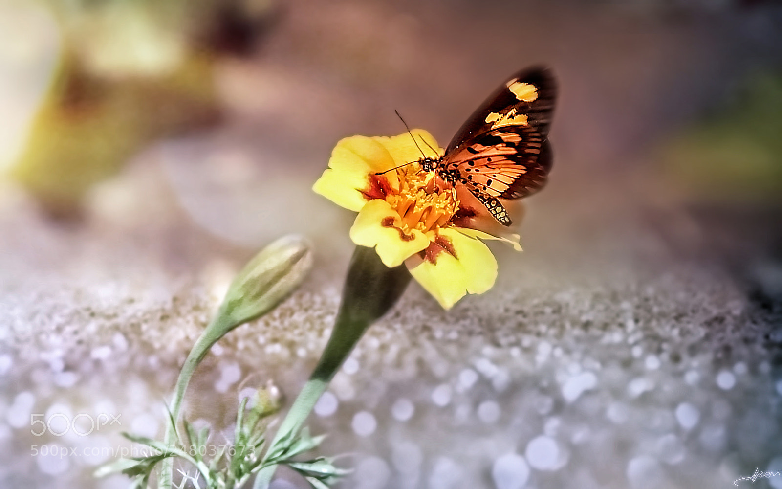 Nikon D3S sample photo. Butterfly & flower photography
